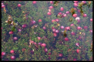 The beds are lightly flooded to bring the cranberries to the surface.