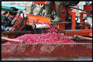 Picker and cranberry boat