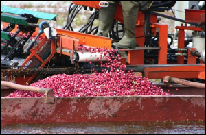 A mechanical picker is then used to gently release the berries from the vines and place them into boats.